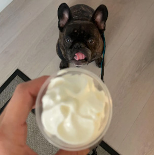 A French bulldog is in the foreground, looking at a small cup of whipped cream with its tongue out. The dog is on a leash and has a collar.