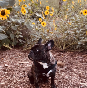 A small dog wearing a black harness and collar, sitting on the ground in front of a field of sunflowers.