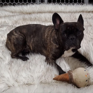 A small brown and white dog is sitting on a soft surface with a toy in front of it.