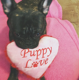 A small French Bulldog holding a heart-shaped stuffed toy with the words Puppy Love printed on it, placed against a pink blanket.
