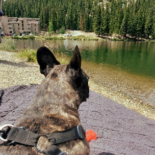 A dog sitting on a blanket by a lake, looking towards the camera.