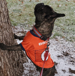 A dog in a sports jersey stands next to a tree, looking upward.